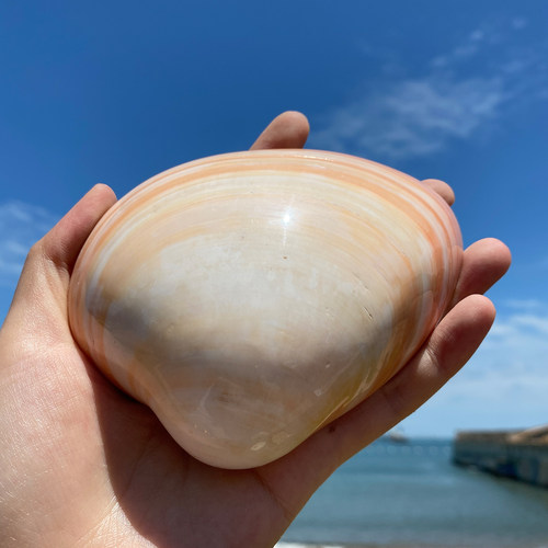 天然海螺贝壳粉蛤粉贝家居装饰品创意礼物标本螺收藏收集拍摄道具