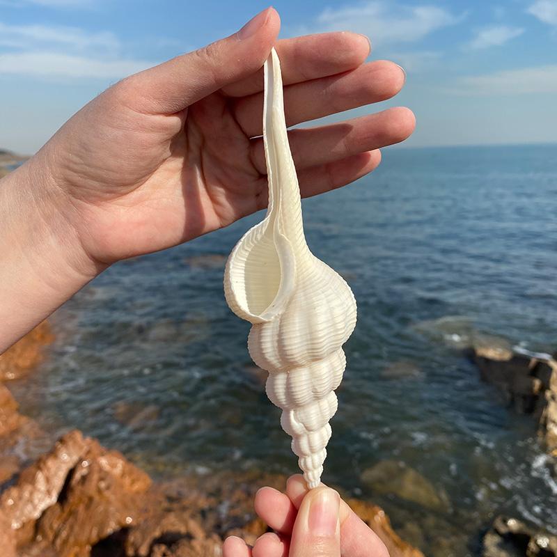 天然海螺贝壳白旋螺鱼缸水族造景标本收藏创意家居装饰摆件