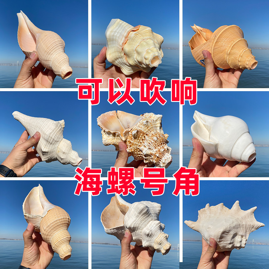 九款海螺贝壳号角喇叭可以吹响的海螺超大开口海螺号角法器可吹