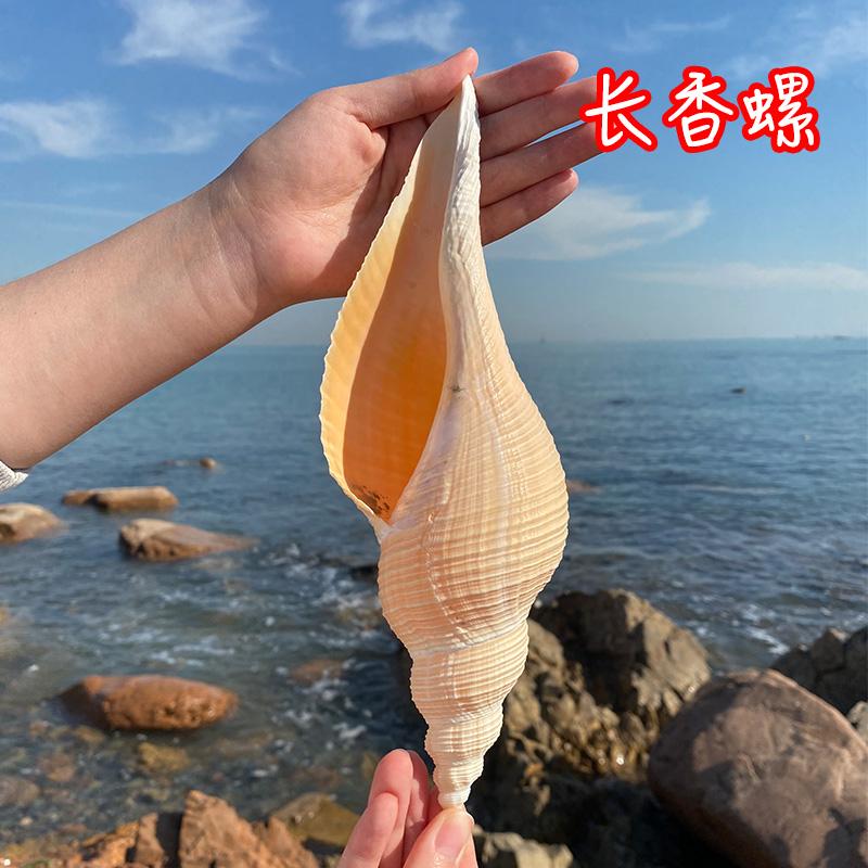 天然海螺大响螺长香螺贝壳标本收藏摆件法器号角鱼缸水族造景