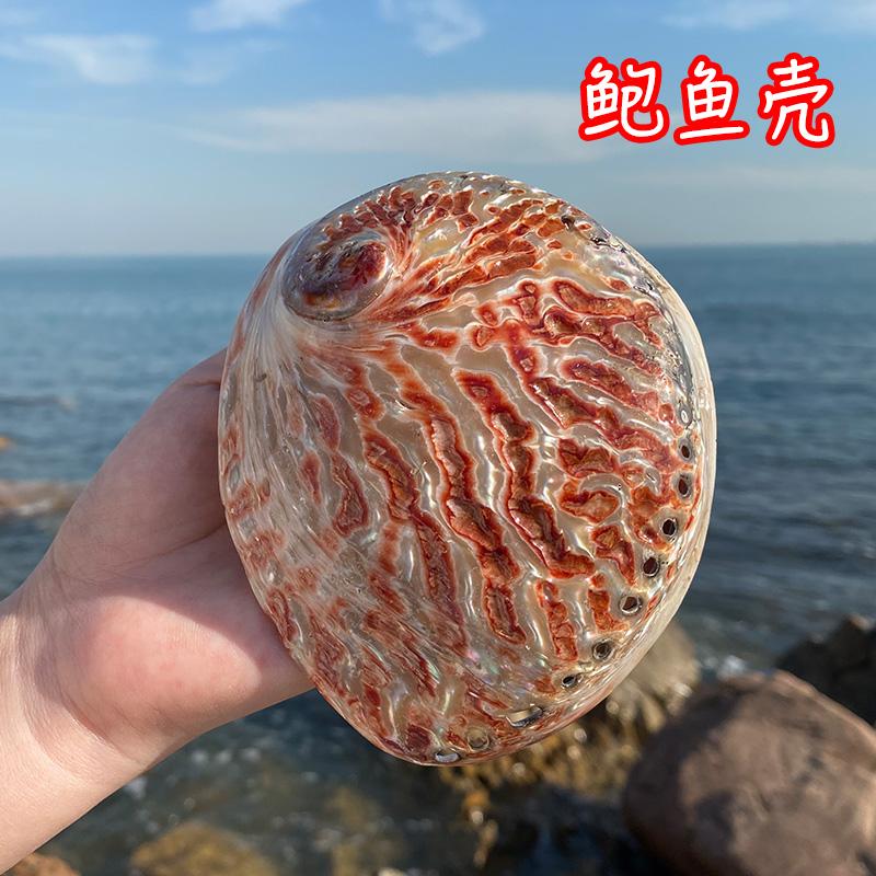 天然贝壳海螺鲍鱼壳鱼缸造景水族箱装饰品拍摄道具地中海风格摆件