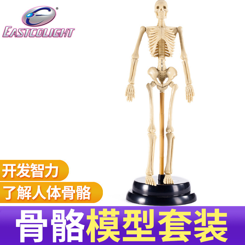 怡高专业科学实验人体医学骨骼玩具早教学习生理益智豪华模型套