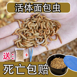 活面包虫黄粉虫守宫蜥蜴仓鼠八哥乌龟蝎子蜘蛛龙鱼高蛋白饲料钓鱼