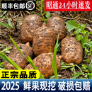 2025顺丰昭通直发 昭通新鲜天麻云南仿野生种植小草坝现挖鲜天麻
