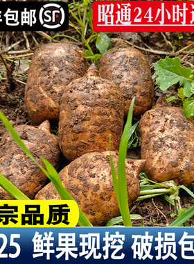 2025顺丰昭通直发】昭通新鲜天麻云南仿野生种植小草坝现挖鲜天麻