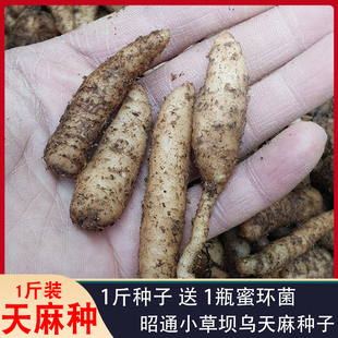 【送蜜环菌】天麻种子苗种植乌天麻白头麻籽云南昭通小草坝1斤