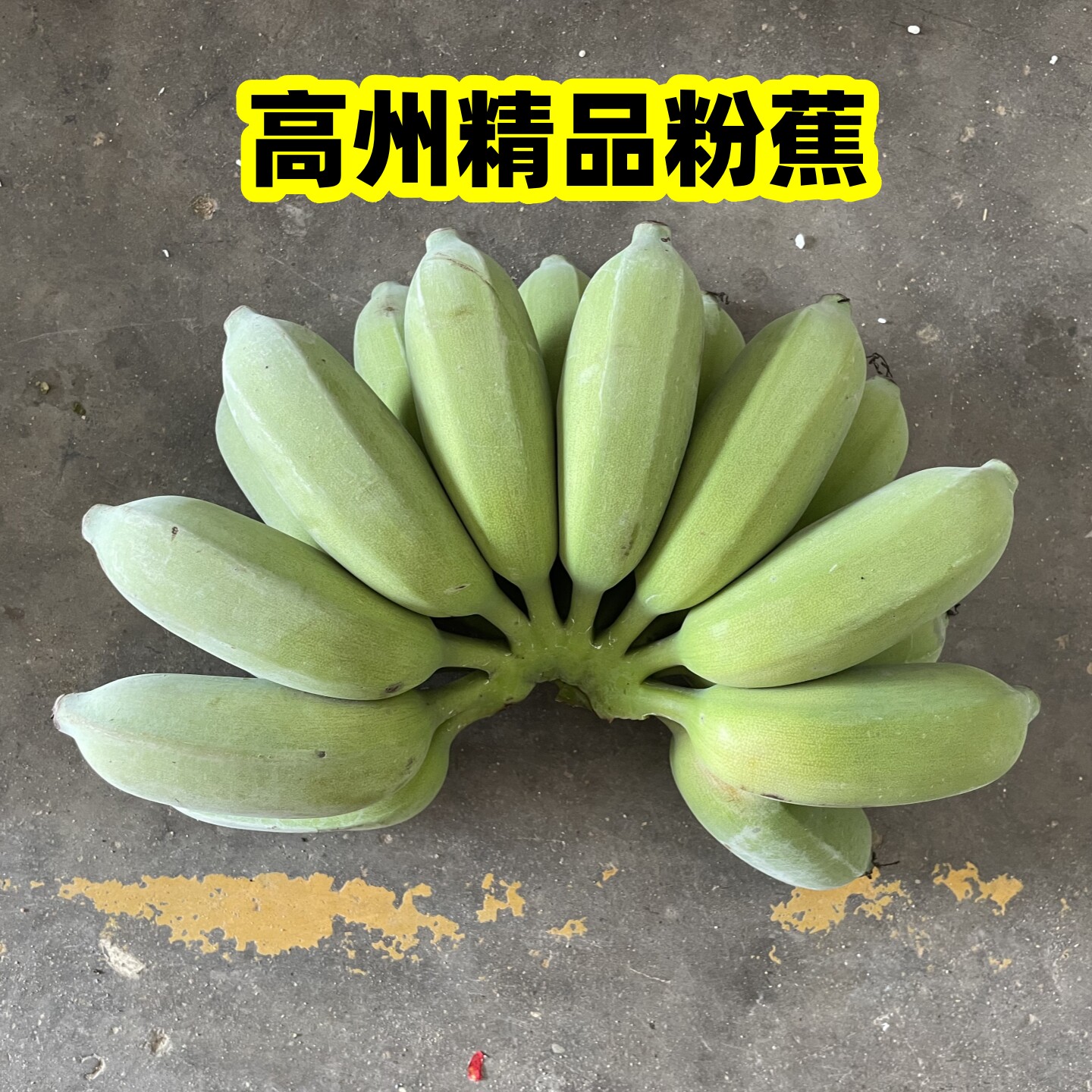 新鲜现摘广东茂名高州粉蕉米蕉海香蕉