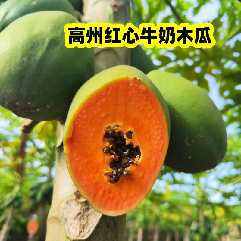 新鲜现摘树上微熟发货广东红心牛奶水果木瓜