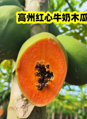 新鲜现摘树上微熟发货广东红心牛奶水果木瓜
