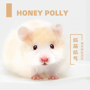 长毛金丝熊家养蜜波利纹金丝鼠健康活物鸽灰波包活好养小宠物仓鼠