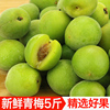 雲南新鮮青梅果現摘現發青梅當季酸水果5斤包郵泡酒酵素酸梅子
