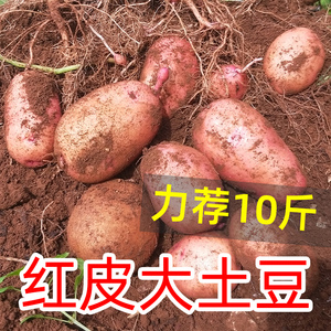 土豆新鲜红皮黄心大土豆10斤包邮云南特产洋芋农家自种蔬菜马铃薯