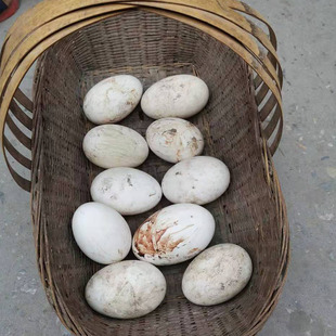 新鲜重庆梁平土特产农家散养新鲜土鹅蛋新孕妇鲜鹅蛋粗粮野草饲喂