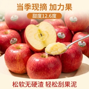 进口加力果5斤新鲜水果2026当季采摘时令嘎啦果姬娜果酥脆甜苹果