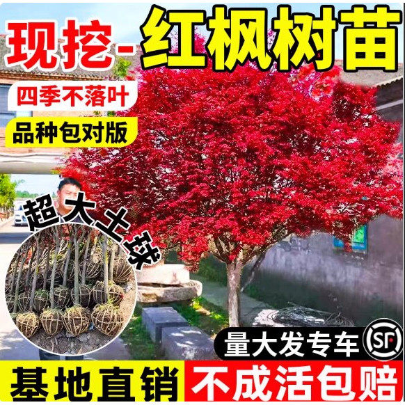日本红枫树苗中国红枫苗舞姬耐寒三季红枫苗盆栽庭院树绿化风景树图片