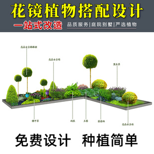 花镜绿植亮晶女贞棒棒糖庭院植物设计搭配别墅造景造型树佛甲草苗