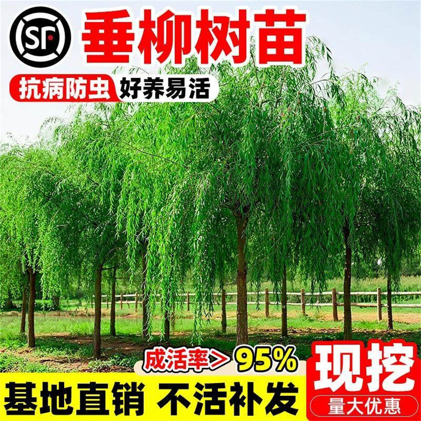 垂柳树苗垂杨柳苗青皮柳黄金柳金丝垂柳南北方种植庭院遮阳风景树