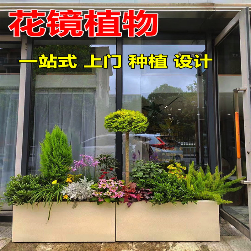 花镜绿植园艺植物搭配棒棒糖