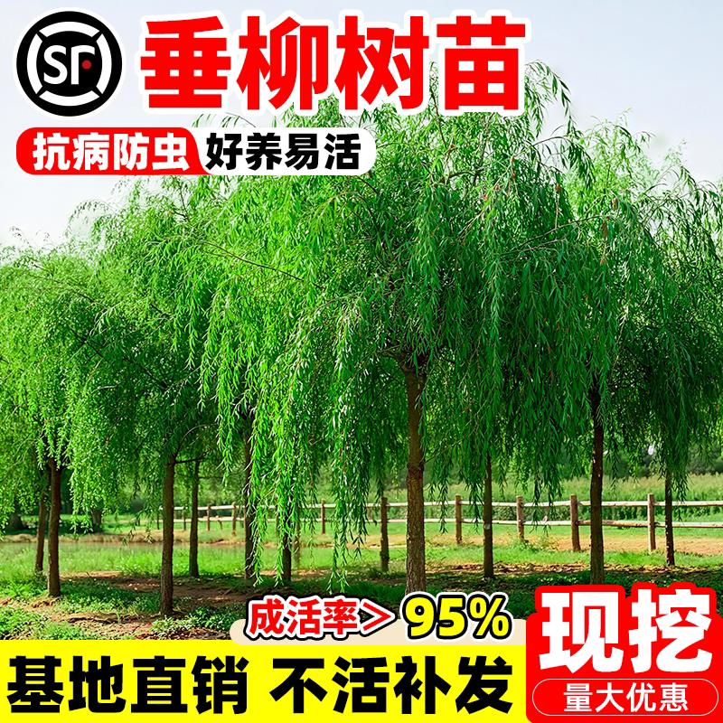垂柳树苗垂杨柳苗青皮柳黄金柳金丝垂柳南北方种植庭院遮阳风景树