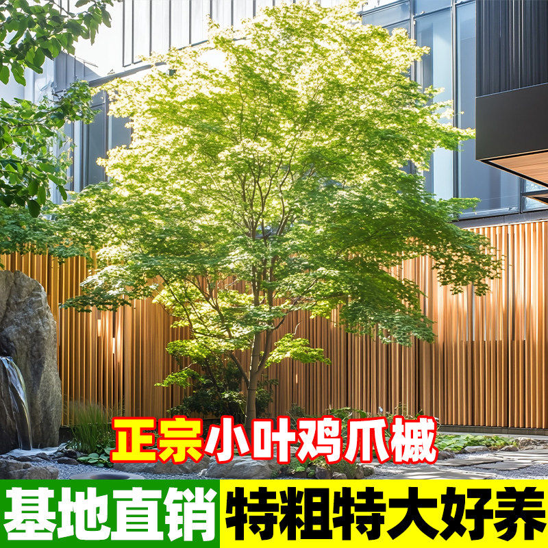小叶鸡爪槭树苗丛生鸡爪红枫树苗日本红舞姬庭院别墅风景大树绿植图片