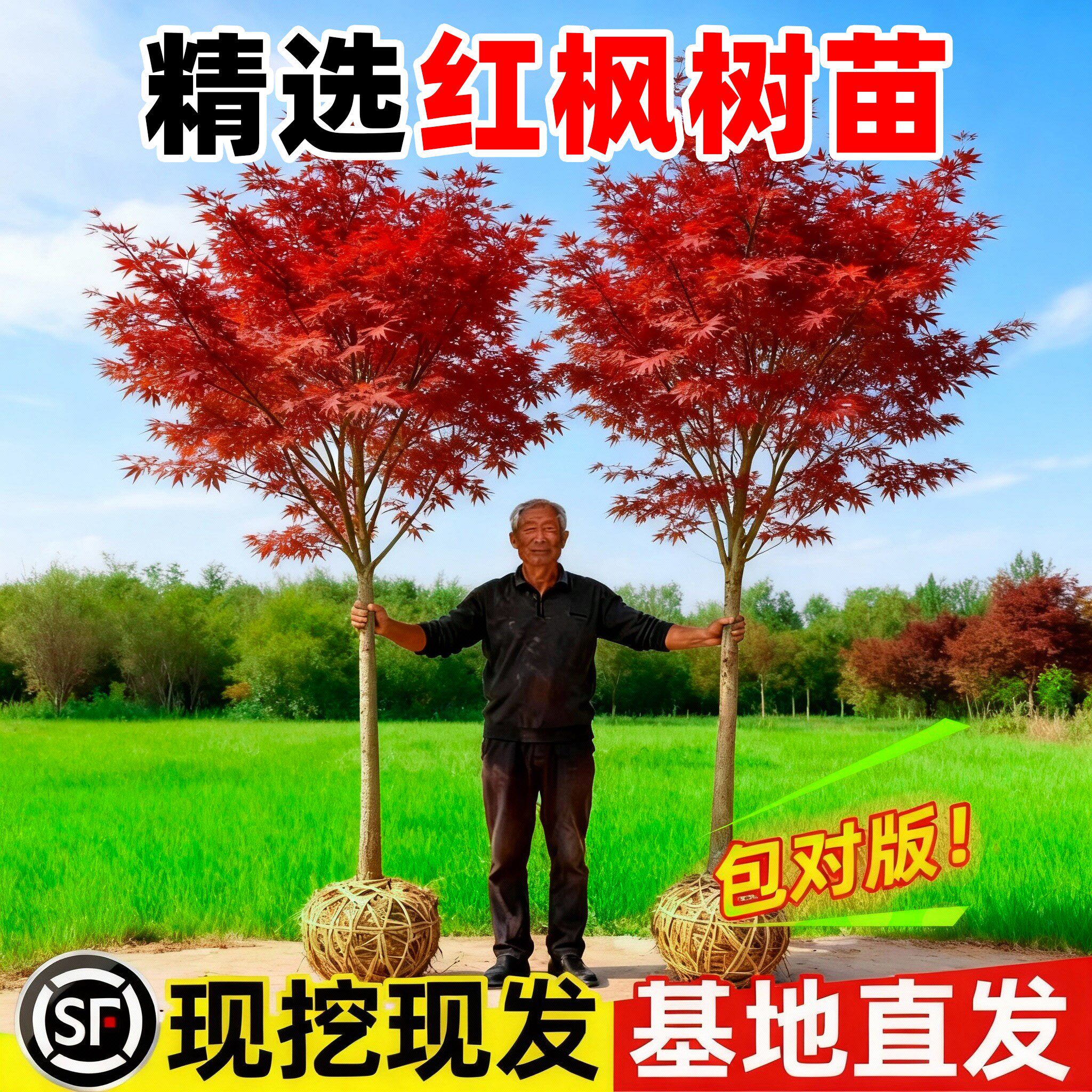 日本红枫树苗四季红庭院室外耐寒旱地栽造型树正宗小叶风景树植物图片