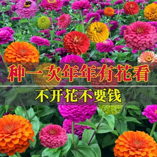 百日草花种籽子七彩重瓣百日菊花籽四季 开花易活种子庭院阳台盆栽