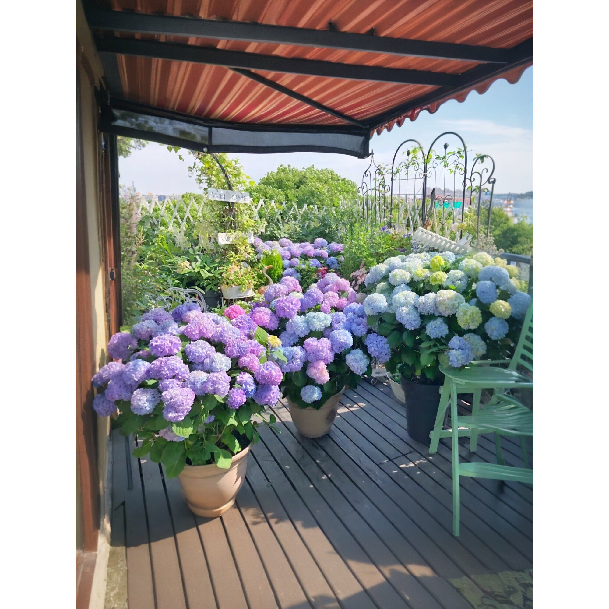 高档花卉绣球花苗盆栽无尽夏阳台庭院别墅花园植物多年生四季耐寒