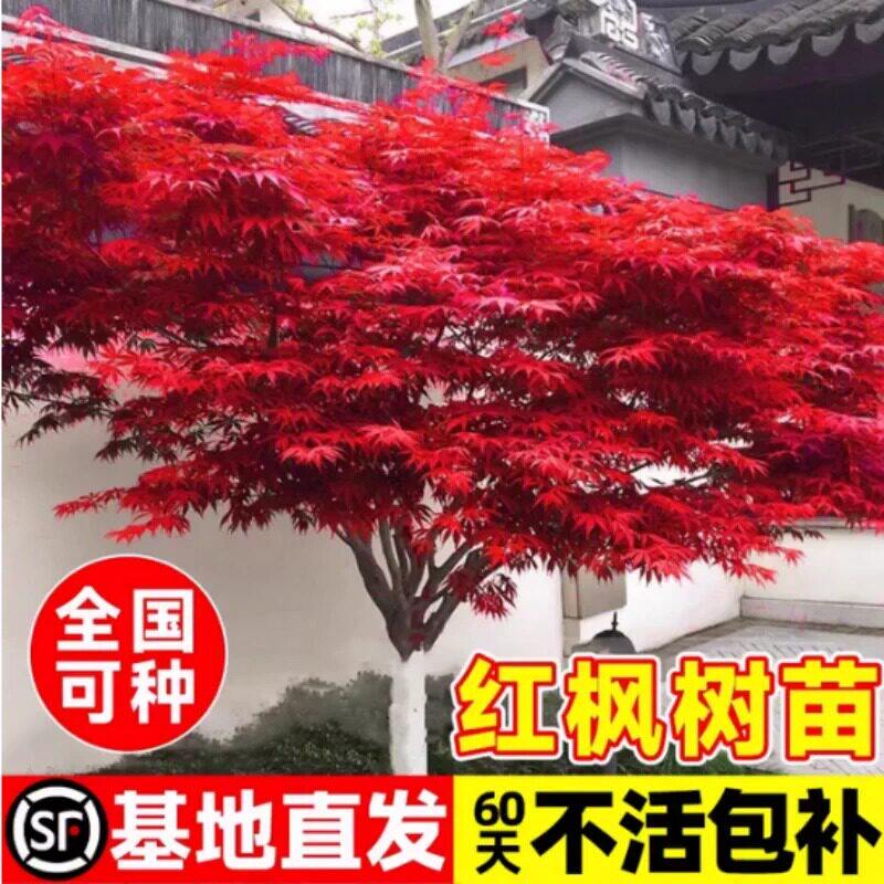 日本红枫树苗四季红盆栽红舞姬盆景老桩造景庭院大树耐寒绿化植物图片