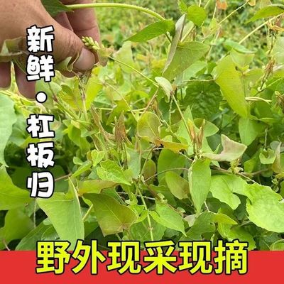 新鲜杠板归蛇倒退蛇不过南蛇风犁头刺藤猫爪刺老虎刺河白草蛇退草