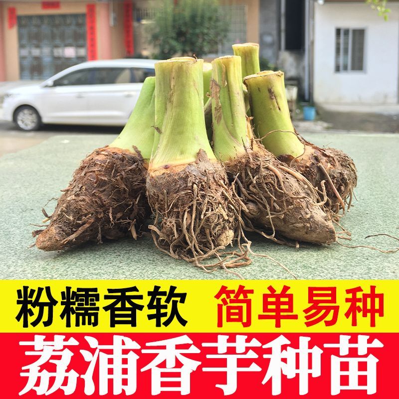 正宗广西荔浦大芋头种苗种植苗槟榔紫藤香芋蔬菜种苗育苗现挖包邮图片