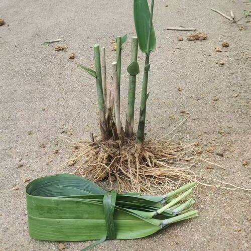 广西正宗粽叶苗四季种植苗棕叶苗包粽子叶树苗耐阴竹子林下庭院