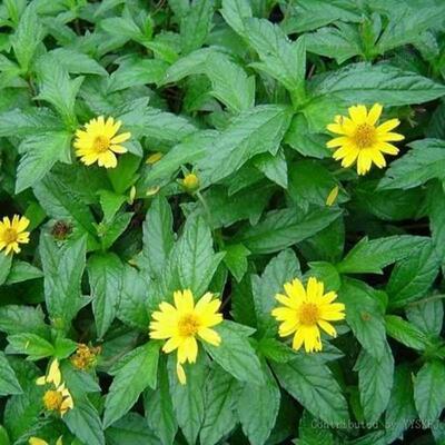 广西野生蟛蜞菊新鲜路边菊马兰草蟆花黄花墨菜鹿舌草卤地菊