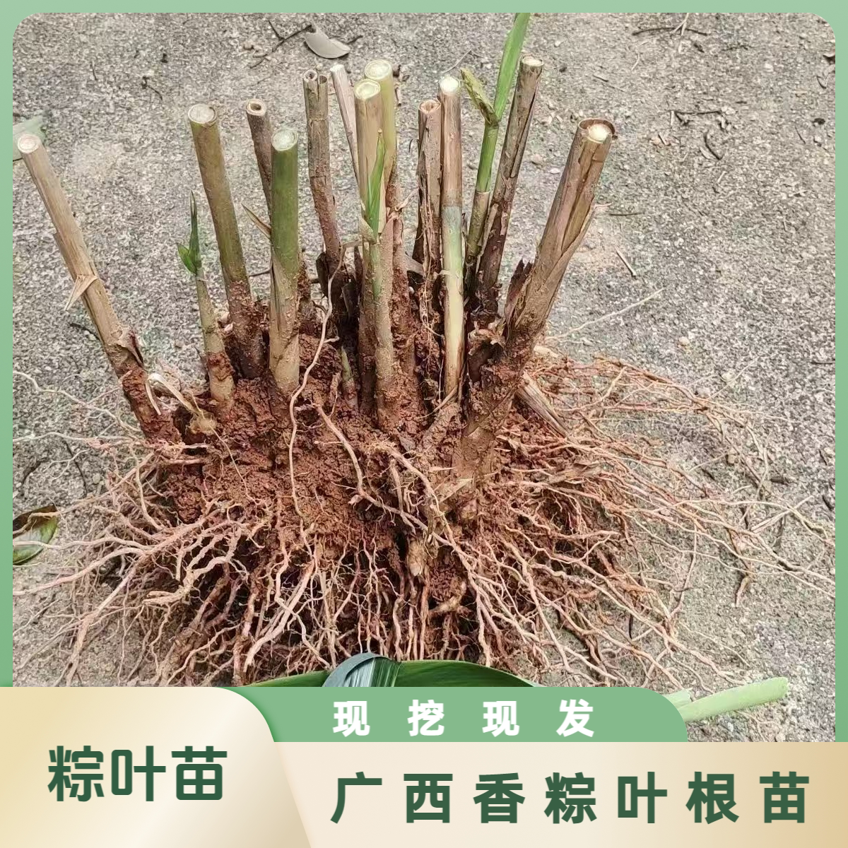 广西正宗粽叶苗四季种植苗棕叶苗包粽子叶树苗耐阴竹子林下庭院图片
