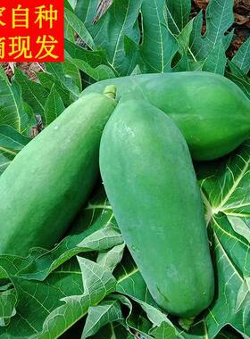 广西现摘青木瓜新鲜番木瓜生木瓜煲汤清炒凉拌擦丝腌酸非水果木瓜