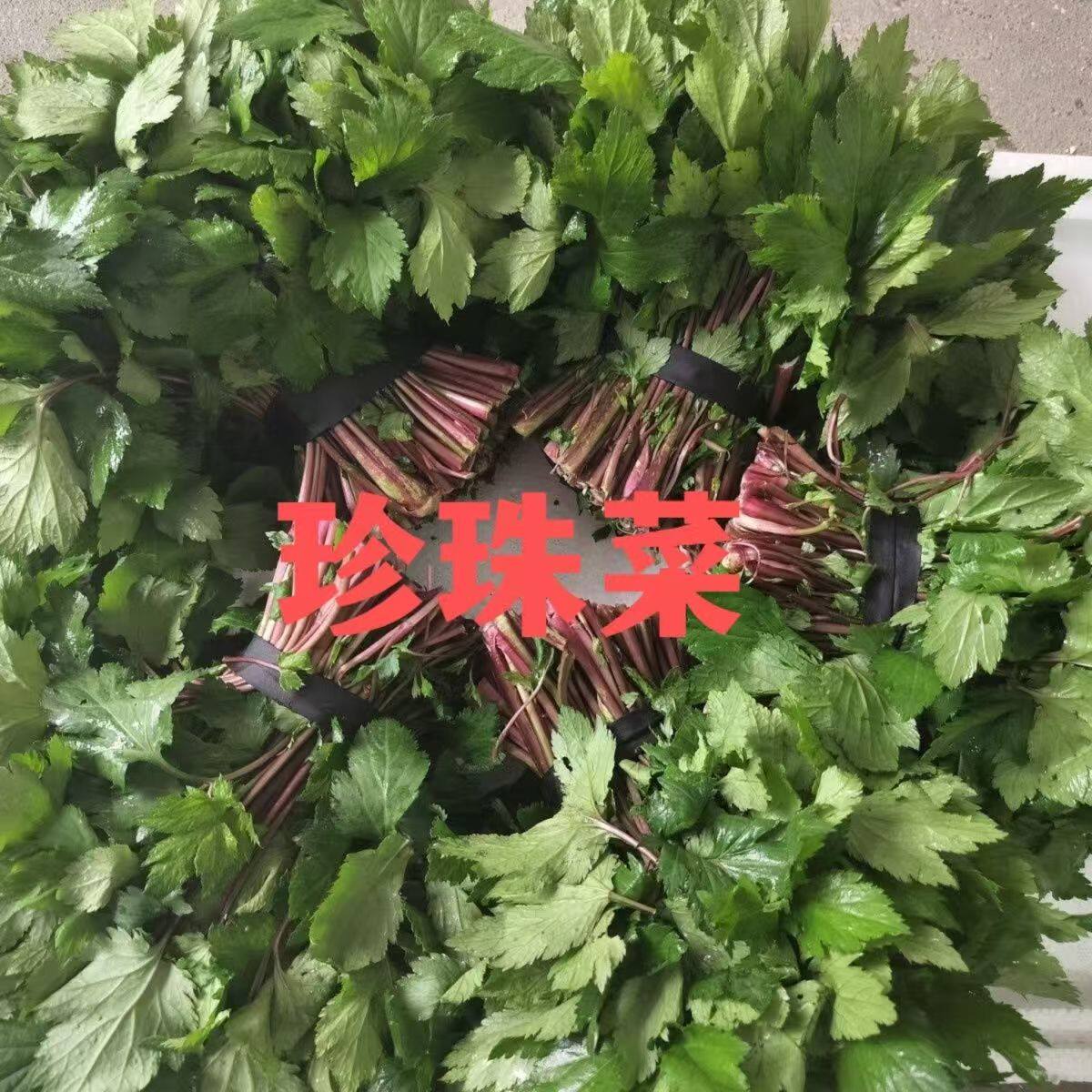 珍珠花菜新鲜广西正品家常鲜蔬盒装速递火锅餐厅泡沫箱加冰袋发货