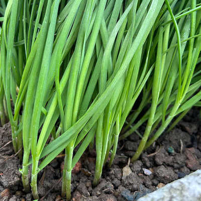 韭菜韭菜根苗批发新鲜四季盆栽种植割韭菜苗老品种盒子韭菜种头