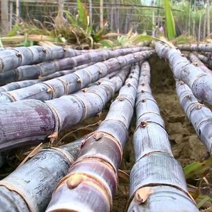 现砍广西黑皮果蔗种高产甘蔗种水果甘蔗紫皮甘蔗种南北方可种植