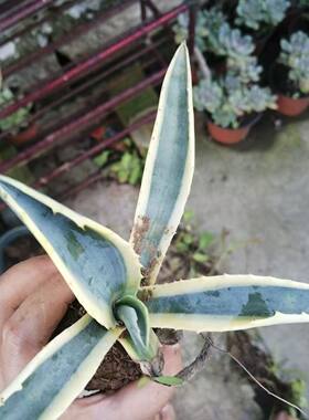 正宗金边兰金边龙舌兰带刺金边菠萝金边芦荟盆栽耐寒耐旱地栽