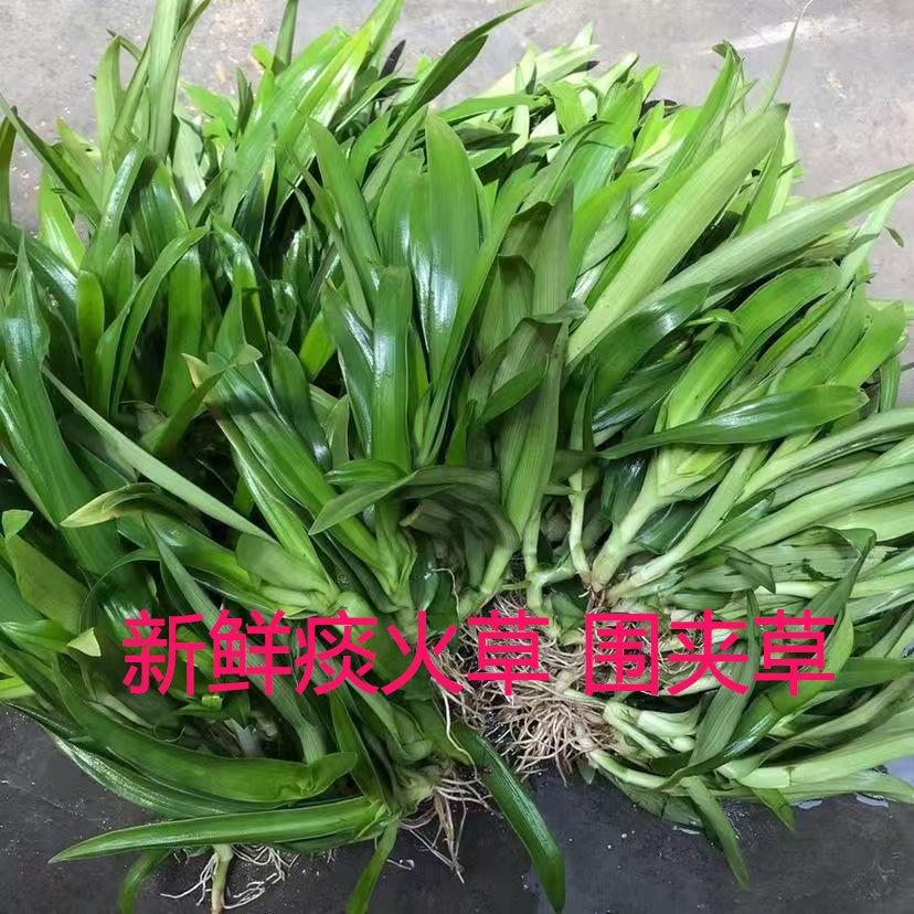 新鲜现采现发痰火草化核草狮子草猫爪草大苞水竹叶潮汕白兰围夹草