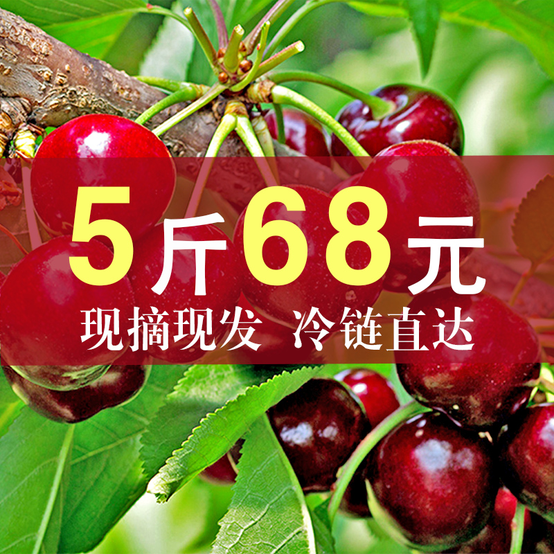 烟台大樱桃 山东车厘子新鲜水果吃货樱桃孕妇10应当季5斤装包邮