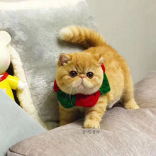 大脸加菲猫宠物猫幼崽纯种虎斑猫1
