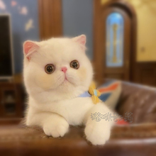 大脸加菲猫幼崽纯种幼猫猫咪宠物猫1