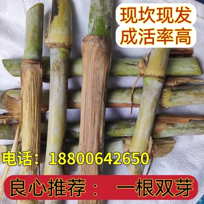 甜象草三号种节双节无毛耐寒巨菌草新型皇竹草四季多年生高产牧草