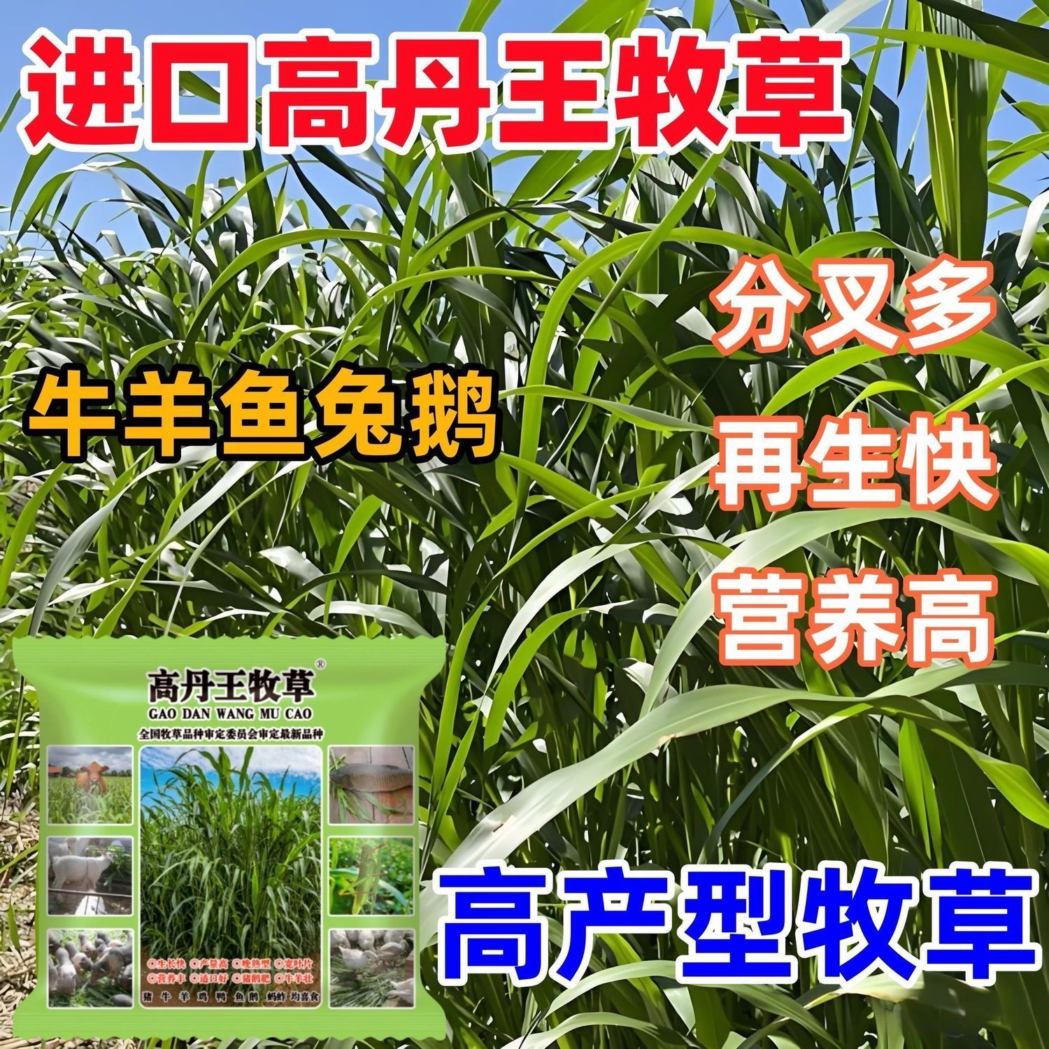 高丹王牧草种子四季养殖高产种子苏丹草播种畜猪鸡牛羊鱼草种籽