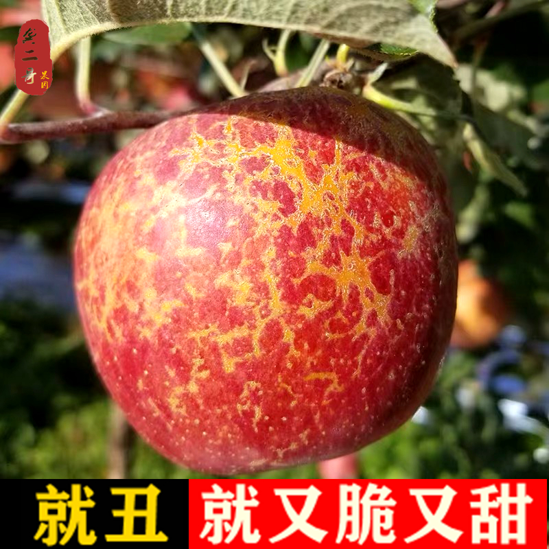 云南昭通冰糖心丑苹果纯甜新鲜