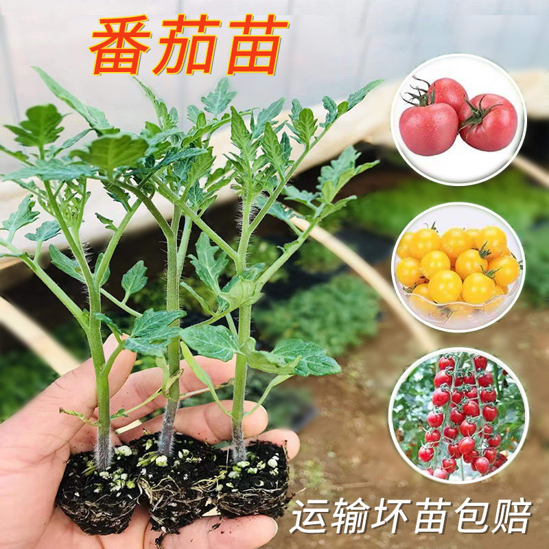 蔬菜苗西红柿秧苗辣椒苗茄子苗千禧圣女果苗黄瓜苗阳台盆栽空心菜