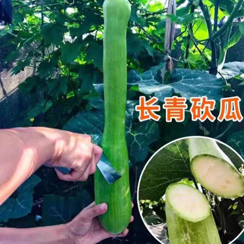 砍瓜苗秧苗长青吊瓜幼苗春夏秋四季高产砍瓜苗孑爬藤蔬菜南瓜大全