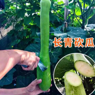 砍瓜苗秧苗长青吊瓜幼苗春夏秋四季高产砍瓜苗孑爬藤蔬菜南瓜大全