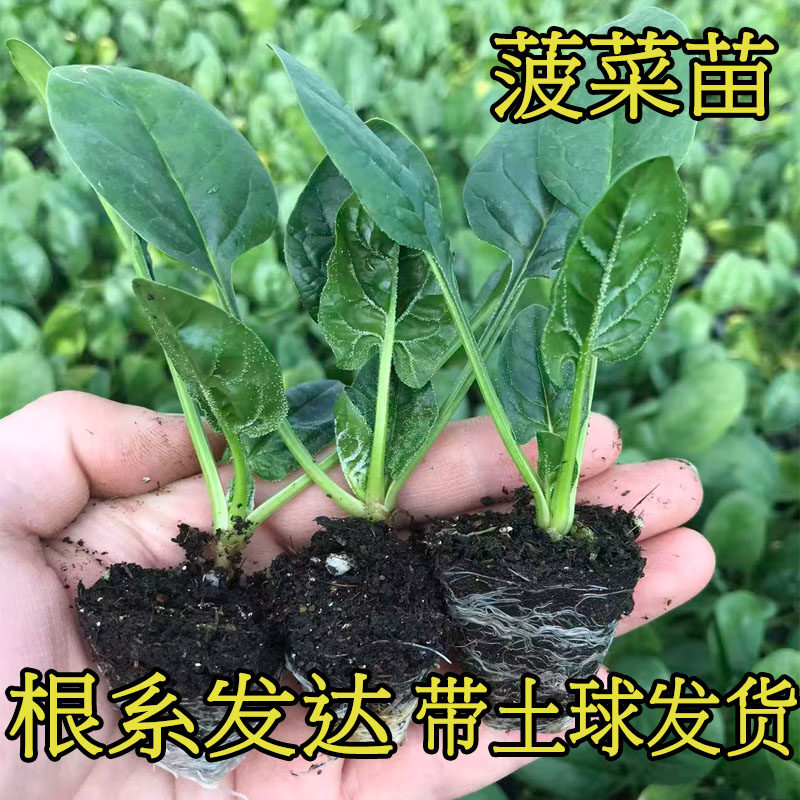 冬季耐寒小叶菠菜秧香甜蚕豆苗越冬阳台小院盆栽菜苔包菜莴苣苗,鲜花速递/花卉仿真/绿植园艺,家庭园艺种子,淘宝优惠券,粉丝福利购,淘宝优惠卷