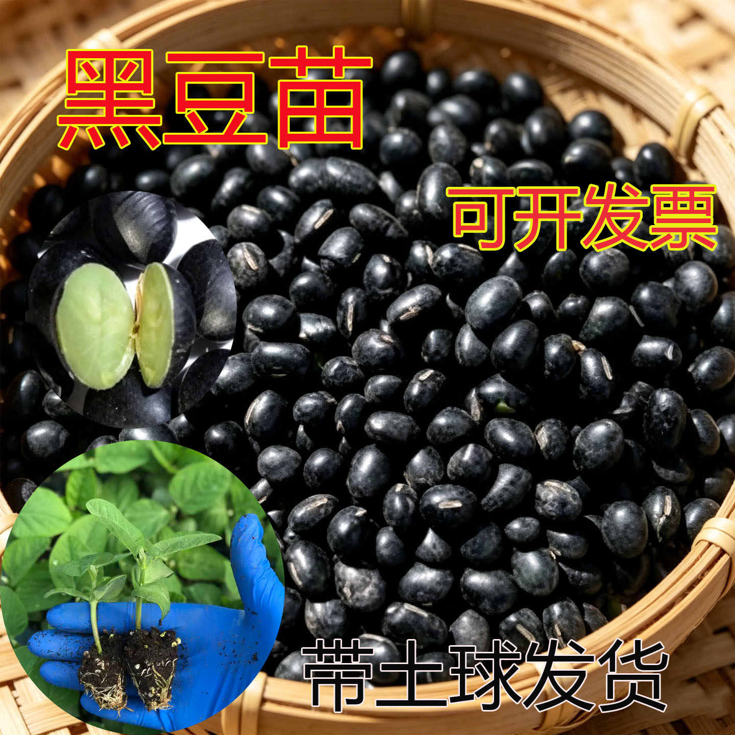 黑豆苗豌豆蚕豆黑皮绿心大豆苗种籽四季蔬菜可食用大田绿豆苗结荚